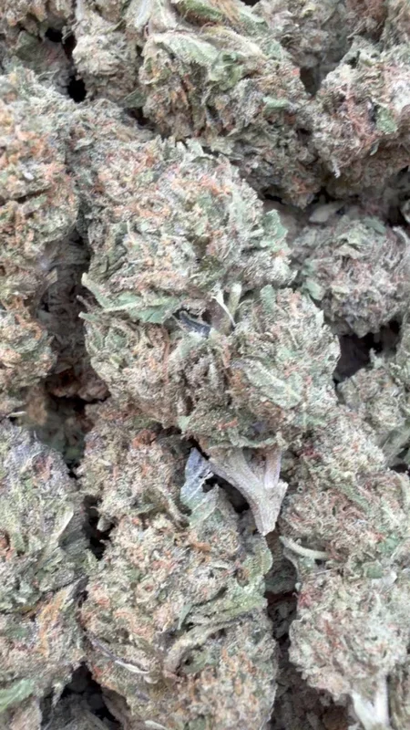 Gruntz – Bulk – Indica