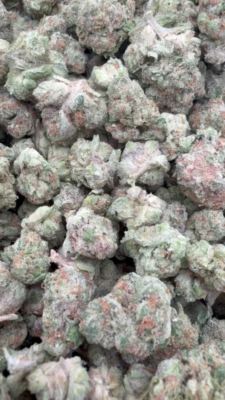 Star Fighter Littles – Bulk Littles – Indica